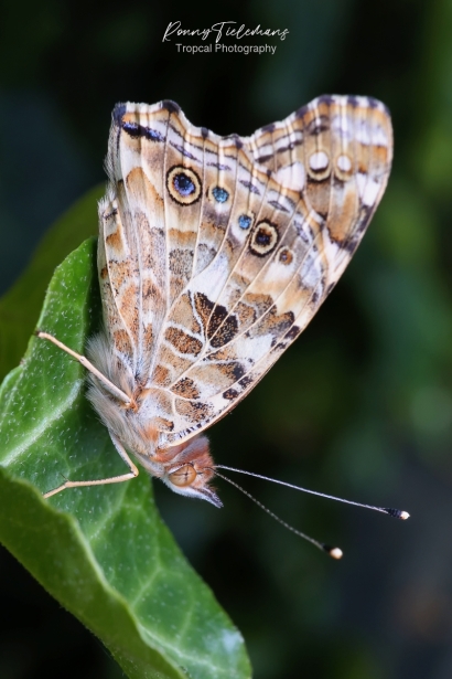 Distelvlinder - Vanessa cardui