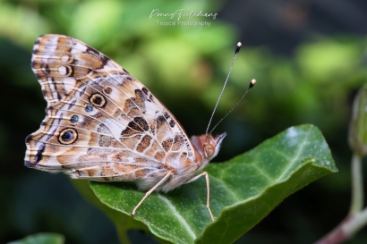 Distelvlinder - Vanessa cardui