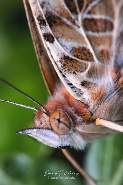 Distelvlinder - Vanessa cardui