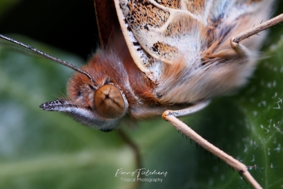 Distelvlinder - Vanessa cardui